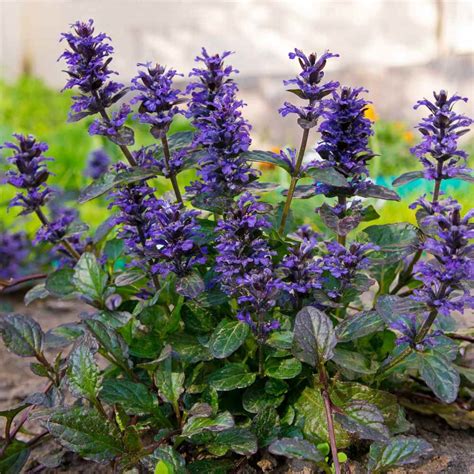 Ajuga